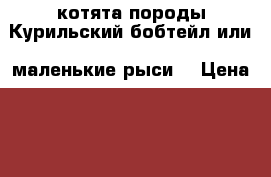котята породы Курильский бобтейл или “маленькие рыси“ › Цена ­ 8 000 - Ленинградская обл., Бокситогорский р-н, Большой Двор Большедворское СП д. Животные и растения » Кошки   